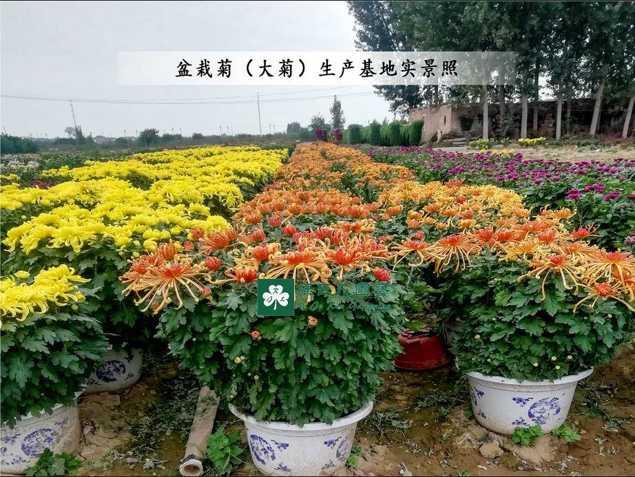 菊花種苗基地之菊花造型設(shè)計(jì)