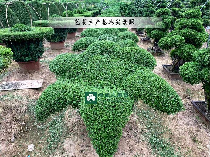 造型菊基地之菊花造型價格